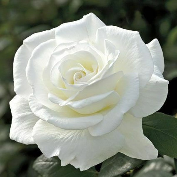 50 Double White Rose Seeds Flower Bush Perennial Shrub Flowers Seed