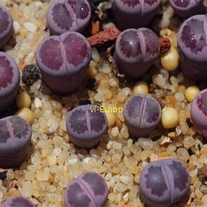 RARE Lithops 'Sato's Violet' succulent cactus Exotic living stones desert rock seed 50 SEEDS