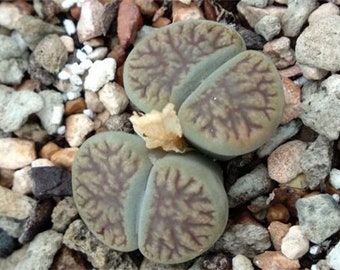 RARE Lithops schwantesii Exotic living stones desert rock seed 50 SEEDS