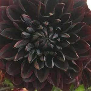 Vente aux États-Unis, rare et belle graine de fleurs de dahlia noir vivace, 20 pièces.（#1120）