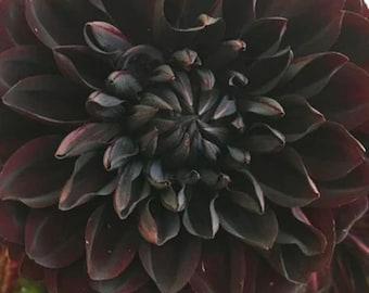 Vente aux États-Unis, rare et belle graine de fleurs de dahlia noir vivace, 20 pièces.（#1120）