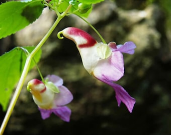 50pcs Parrot Flower (Impatiens Psittacina) Flower Seeds Plant Seed