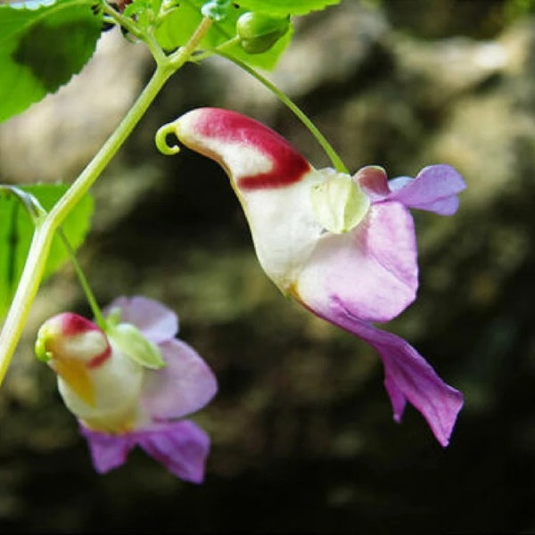 50pcs Fleur de perroquet (Impatiens Psittacina) Graines de fleurs Graine de plante