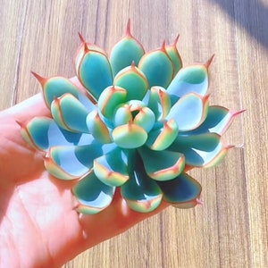 May include: A succulent plant with blue-green leaves and reddish-orange edges. The leaves are arranged in a rosette shape, with the center of the rosette being slightly raised.