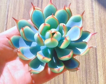 Blue Agave seeds , hardy exotic succulent aloe rare rose plant seed 20 SEEDS
