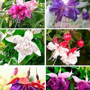 Peut inclure: Un collage de six fleurs de fuchsia différentes dans différentes couleurs, notamment le rose, le blanc, le violet et le rouge. Les fleurs sont toutes en fleurs et ont des pétales délicats.