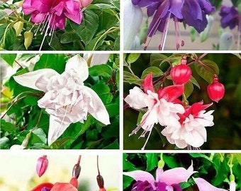 50pcs/bag Mix Fuchsia Seeds Potted Flowers seeds,bonsai seeds. (#5052)