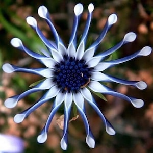USA-Seller 20PCs Rare Blue Daisy Plants Flower Seeds Garden Plant.#3226