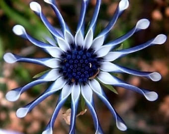 USA-Seller 20PCs Rare Blue Daisy Plants Flower Seeds Garden Plant.#3226