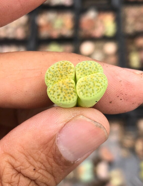 希少なリトープスミックス多肉植物サボテンエキゾチックリビング