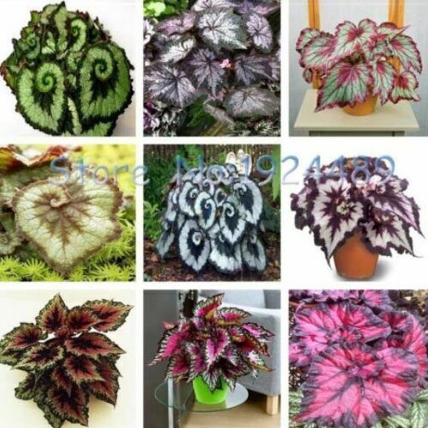 Mezcla única de 50 semillas de begonia en 9 colores. (#4482)
