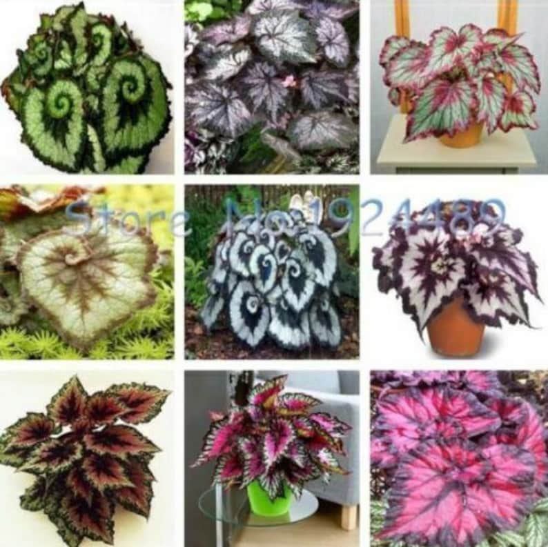 Unique 9 colors Begonia flower seeds 50PCS Seeds MIX. 4482 image 1
