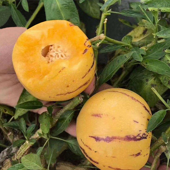 100 Semi Di Melone Pera (Pepino) - Pianta Rara Da Frutto, Per Giardino O Interni - Foto 8