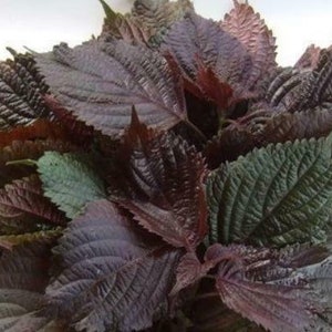 100 Purple & Green Shiso Seeds Japanese Basil Perilla Frutescens Var ...