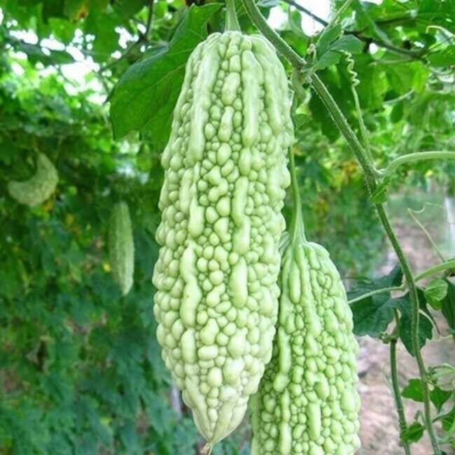10 Seeds / Pack, Bitter Seeds Organic Vegetable Seeds Etsy