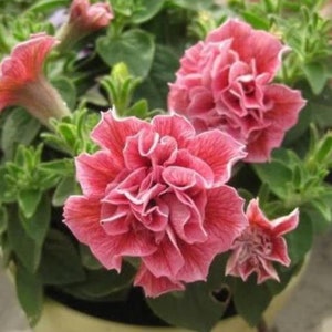 Op de afbeelding: Close-up van roze petunia bloemen met gekrulde bloemblaadjes. De bloemen staan in bloei en hebben een delicate, vrouwelijke uitstraling.