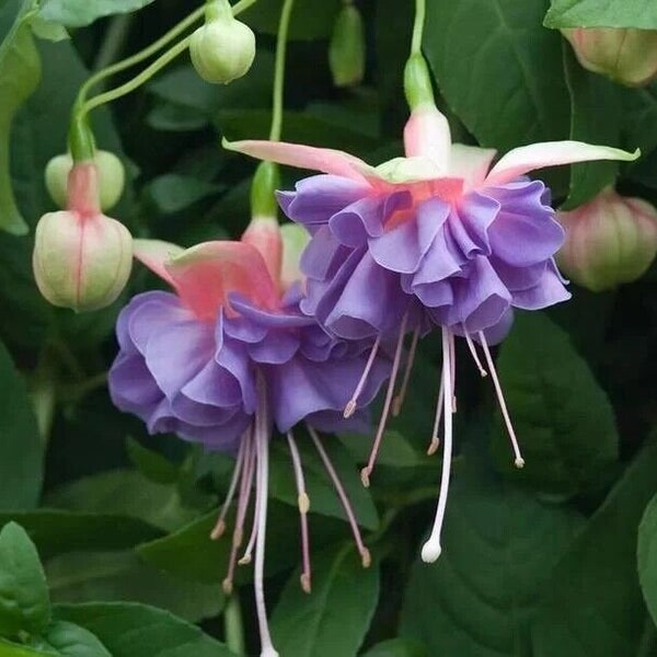 50pcs/bag Fuchsia Seeds Potted Flowers seeds,bonsai seeds. (#1651)