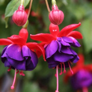 50pcs/bag Fuchsia Seeds Potted Flowers seeds,bonsai seeds (no tracking#)