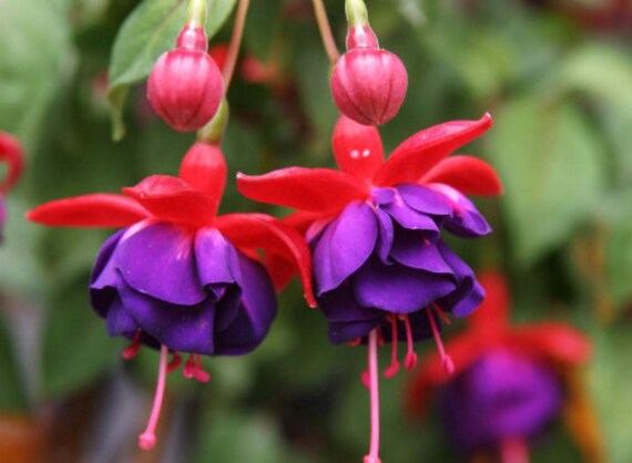 50pcs/bag Fuchsia Seeds Potted Flowers Seeds,bonsai Seeds (no Tracking#) -  Etsy
