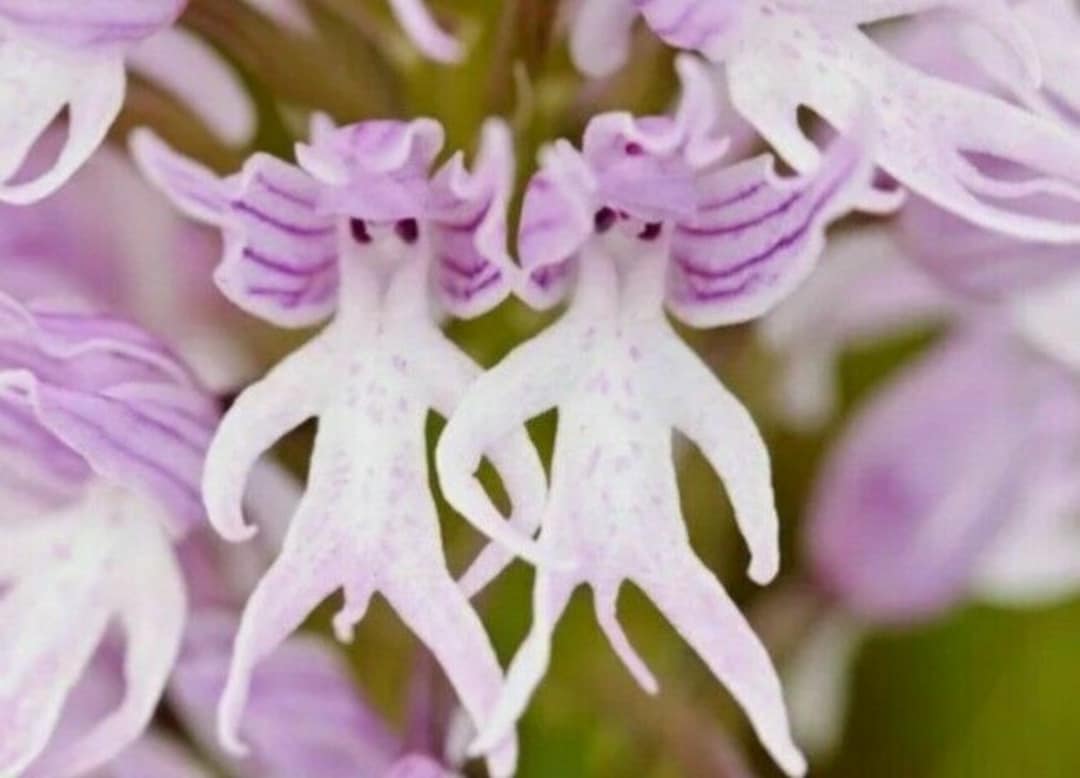 50pcs Naked Man Orchid orchis Italica Flower Seeds Bonsai 8634 - Etsy
