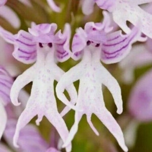 50pcs Naked Man Orchid (Orchis Italica) Flower Seeds Bonsai (#8634)