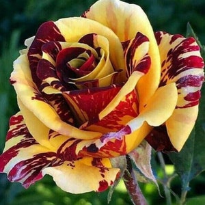 Puede incluir: Una sola rosa amarilla con rayas rojas y marrones. La rosa está en plena floración y tiene un aspecto delicado y arrugado.