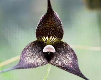 50PCS Seeds Black Orchid Rare Monkey Face Orchid Long Flowering Home Garden Plants