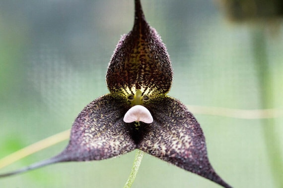 50PCS Semillas Orquídea Negra Rara Cara de Mono Orquídea - Etsy México