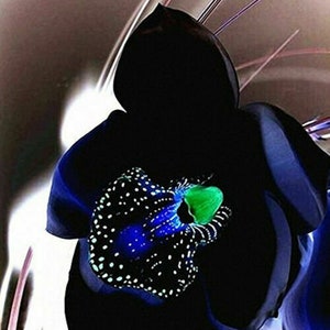 Rare Black Orchid Flower 50PCS Seeds Exotic Orchid Home Garden Bonsai