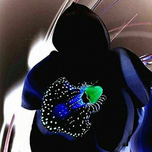 Rare Black Orchid Flower 50PCS Seeds Exotic Orchid Home Garden