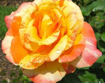 50 Orange Jaune Tacheté Rose Graines Fleurs Buisson Vivace Arbuste Fleurs