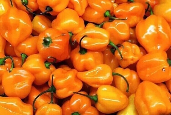 Semi Di Peperone Habanero Gigante Arancione – Semi Per Orto Facili Da Coltivare – Seeds Bee Blooming - Foto 4