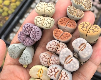 RARE Lithops mix cactus succulent pierres vivantes exotiques graines de roche du désert 50 GRAINES