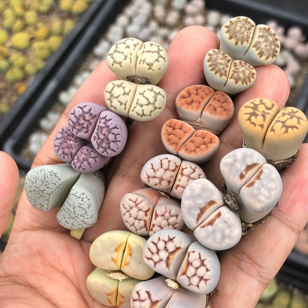 RARE Lithops mix succulent cactus EXOTIC living stones desert rock seed 50 SEEDS