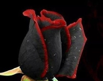 USA-Seller 50Pcs Beautiful  Black Rose Flower with Red Edge Seedling Seed