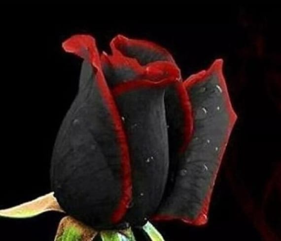 50Pcs/Pack Rare Black Rose with Red Edge Seeds Home Garden Plant Flower ZP 