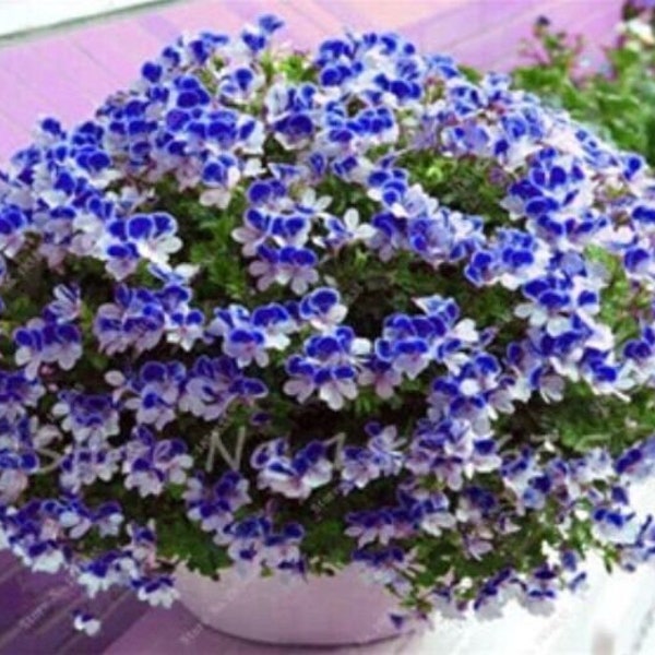 US-Seller 50 PCS Univalve Geranium Seeds for Mini Indoor Bonsai Home Garden