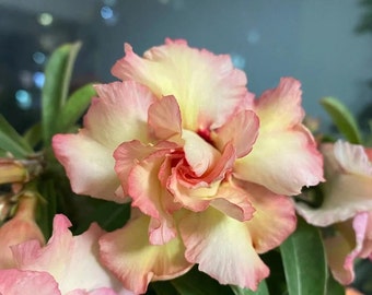 4 semi di Adenium obesum Nangngam'' Rosa del deserto 4 semi di Adenium obesum Nangngam'' Rosa del deserto