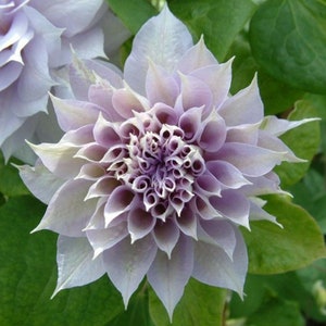 May include: A close-up of a pale lavender flower with a ruffled, layered center. The flower is in bloom and has a delicate, soft appearance.