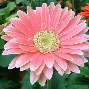 Gerbera Daisy Hybrids Mix Flower Seeds 50PCS+