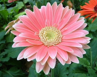 Gerbera Daisy Hybrids Mix Flower Seeds 50PCS+