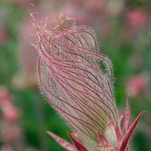 40 seeds Prairie Smoke seeds bonsai potted rare flower seeds image 2