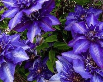 50Pcs Dark Blue Beautiful Clematis Flower Seeds