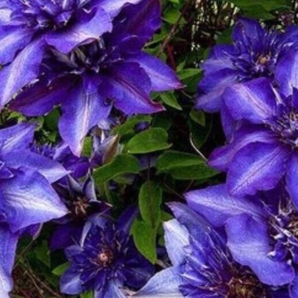 50Pcs Dark Blue Beautiful Clematis Flower Seeds