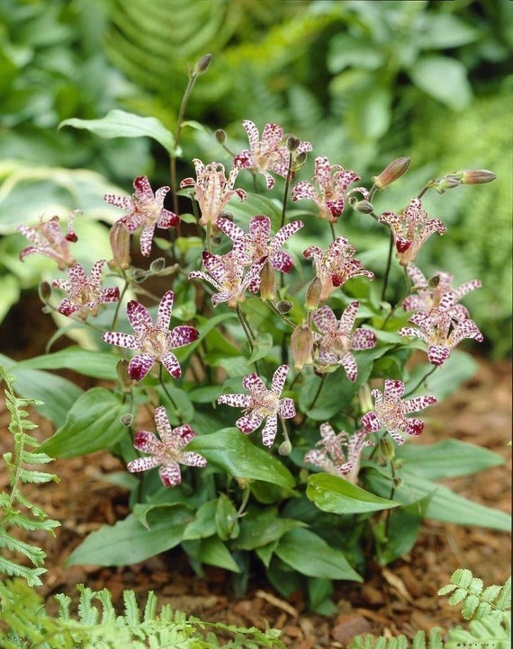 50 Tricyrtis Japanese Toad Lily Flower Seeds / Perennial. Etsy