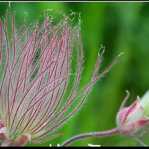 40 seeds Prairie Smoke seeds bonsai potted rare flower seeds image 4