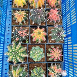 May include: A blue plastic crate filled with small potted cactus plants. The cactus plants are a variety of colors, including green, red, orange, and yellow. The cactus plants are arranged in a grid pattern.
