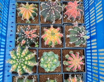 10 pcs MÉLANGE Graines Succulentes Lithops Rares Pierres Vivantes Plantes Cactus Plante D'intérieur