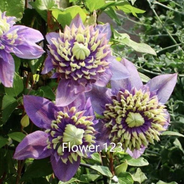 50Pcs Blue Clematis Seeds Bloom Climbing Perennial Flowers Seed Flower.(#1128)