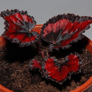 50Pcs RED Begonia Flower Seeds (5714)